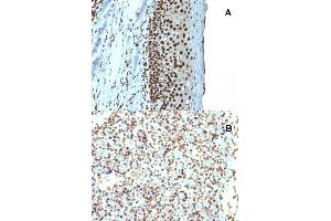 Immunohistochemical staining (Formalin-fixed paraffin-embedded sections) of (A) human tonsil and (B) rat pancreas with H1F0 recombinant monoclonal antibody, clone r1415-1 . (Recombinant Histone H1 antibody)
