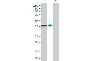 Western Blot analysis of PAX4 expression in transfected 293T cell line by PAX4 MaxPab polyclonal antibody.