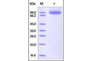 Human Neuropilin-1, His Tag on SDS-PAGE under reducing (R) condition. (Neuropilin 1 Protein (NRP1) (AA 22-644) (His tag))