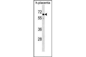 Western blot analysis of GRHL3 / SOM Antibody (N-term) in human placenta tissue lysates (35ug/lane). (GRHL3 antibody  (N-Term))