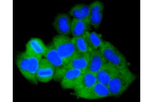 Immunofluorescence analysis of HeLa cells using MCL1 antibody (ABIN4904325).