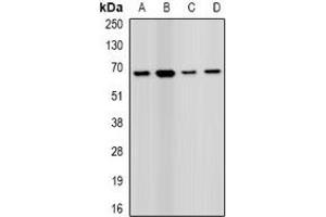 Western blot analysis of PRODH expression in MCF7 (A), HEK293T (B), mouse liver (C), mouse kidney (D) whole cell lysates.