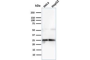 Western Blot Analysis of Human HeLa and HePG2 cell lysate using Lactoylglutathione Lyase Mouse Monoclonal Antibody (CPTC-GLO1-3). (GLO1 antibody)