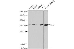 Western blot analysis of extracts of various cell lines using ESD Polyclonal Antibody at dilution of 1:1000. (Esterase D antibody)