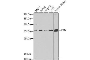 Western blot analysis of extracts of various cell lines using ESD Polyclonal Antibody at dilution of 1:1000.