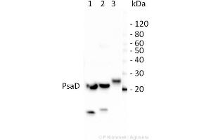 10ug of total leaf protein extracted with PEB  from (1) Zea mays, (2)Chlamydomonas reinhardtii, and (3) Spinacia oleracea were separated on 4-12%NuPage (Invitrogen) LDS-PAGE and blotted 80 min (30V) to nitrocellulose. (psi-D Subunit of Photosystem I antibody)