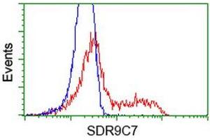 HEK293T cells transfected with either RC210941 overexpress plasmid (Red) or empty vector control plasmid (Blue) were immunostained by anti-SDR9C7 antibody (ABIN2453632), and then analyzed by flow cytometry. (SDR9C7 antibody)