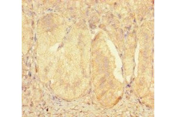 ZNF175 antibody  (AA 1-711)