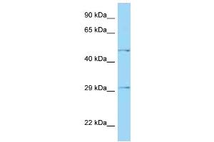 WB Suggested Anti-HTRA1 Antibody Titration: 1.