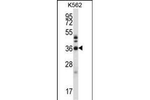 CRKL Antibody (N-term) (ABIN657468 and ABIN2846496) western blot analysis in K562 cell line lysates (35 μg/lane). (CrkL antibody  (N-Term))