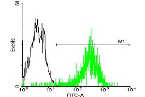 FACS analysis of A-431 cells stained with STIP1 monoclonal antibody clone 2E1 (Green) and non-stained A-431 cells (Black) as negative control. (STIP1 antibody  (AA 1-543))