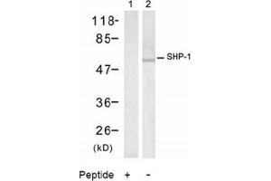 Image no. 2 for anti-Protein-tyrosine Phosphatase 1C (PTPN6) (Tyr536) antibody (ABIN197593) (SHP1 antibody  (Tyr536))