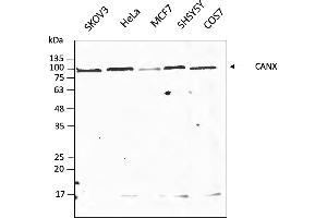 Western Blotting (WB) image for anti-Calnexin (CANX) (C-Term) antibody (DyLight 550) (ABIN7273049) (Calnexin antibody  (C-Term) (DyLight 550))