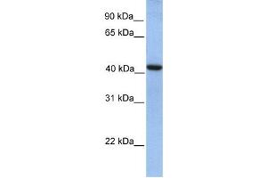 Western Blotting (WB) image for anti-GDP-Mannose Pyrophosphorylase A (GMPPA) antibody (ABIN2459270) (GMPPA antibody)