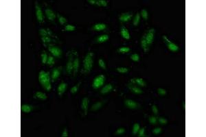 IRF2BP1 antibody  (AA 340-499)