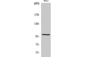 Western Blot analysis of various cells using HSP105 Polyclonal Antibody.
