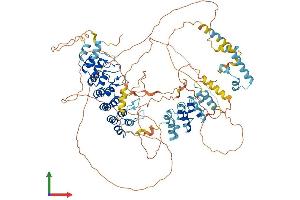 AlphaFold protein structure predicition of Mouse Recombinant Anks6 Protein, UniprotID Q6GQX6 (ANKS6 Protein (AA 1-883) (His tag))
