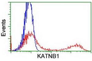 HEK293T cells transfected with either RC201852 overexpress plasmid (Red) or empty vector control plasmid (Blue) were immunostained by anti-KATNB1 antibody (ABIN2455186), and then analyzed by flow cytometry. (KATNB1 antibody)