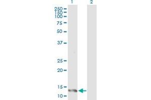 Western Blot analysis of IFITM1 expression in transfected 293T cell line by IFITM1 MaxPab polyclonal antibody. (IFITM1 antibody  (AA 1-125))