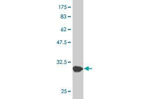 GCM1 antibody  (AA 108-166)