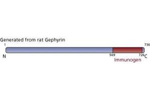 Image no. 3 for anti-Gephyrin (GPHN) (AA 569-726) antibody (ABIN968051) (Gephyrin antibody  (AA 569-726))