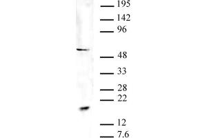 Pht1 / H2AZ acetyl pAb tested by Western blot. (Pht1 / Histone H2A.Zac (N-Term) antibody)