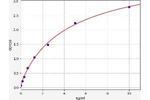 FOXC2 ELISA Kit