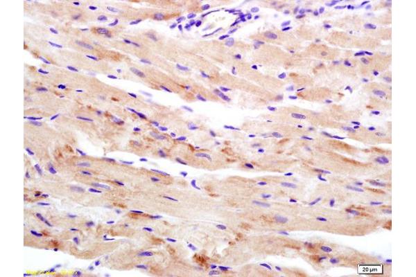 WDR26 antibody  (AA 101-200)