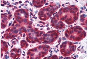 Human Breast (formalin-fixed, paraffin-embedded) stained with NIF3L1 antibody ABIN351470 at 2. (NIF3L1 antibody  (AA 365-377))