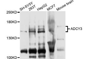 Western blot analysis of extracts of various cell lines, using ADCY3 antibody (ABIN5975661) at 1/1000 dilution. (ADCY3 antibody)