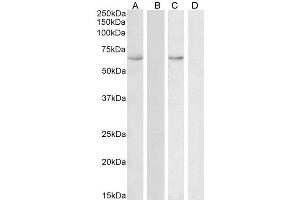 HSPA13 抗体  (AA 83-95)