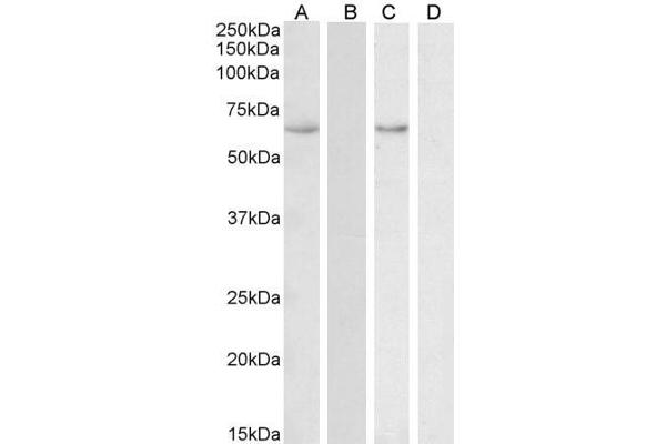 HSPA13 Antikörper  (AA 83-95)