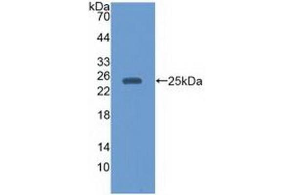 EBI3 antibody  (AA 21-229)