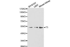 Western blot analysis of extracts of various cell lines, using F3 antibody. (Tissue factor antibody)