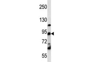 UBF1 / UBF antibody western blot analysis in K562 lysate. (UBTF antibody  (AA 631-660))