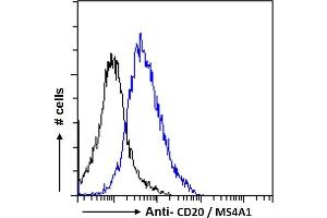 CD20 antibody  (C-Term)