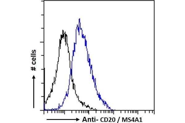 CD20 antibody  (C-Term)