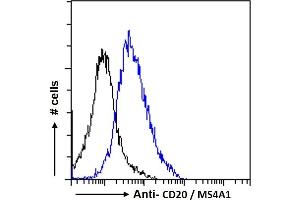 ABIN570905 Flow cytometric analysis of paraformaldehyde fixed Daudi cells (blue line), permeabilized with 0. (CD20 antibody  (C-Term))
