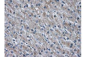 Immunohistochemical staining of paraffin-embedded pancreas tissue using anti-HDAC10mouse monoclonal antibody.