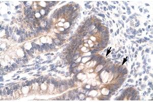 Human Intestine (FOSL2 antibody  (Middle Region))