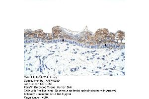 Rabbit Anti-DAZ2 Antibody  Paraffin Embedded Tissue: Human Skin Cellular Data: Squamous epithelial cells Antibody Concentration: 4. (DAZ2 antibody  (N-Term))