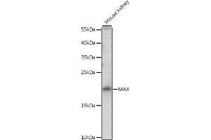 Western blot analysis of extracts of mouse kidney, using MAX antibody (ABIN3023069, ABIN3023070, ABIN3023071 and ABIN6219375) at 1:500 dilution. (MAX antibody  (AA 1-160))