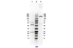 Coomassie stained SDS-PAGE results using Anti-Hemagglutinin (HA) (Mouse) Monoclonal Antibody clone 20E8 separated in a 4-20 % gradient gel. (Hemagglutinin antibody)