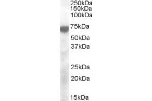 Image no. 1 for anti-Potassium Voltage-Gated Channel, KQT-Like Subfamily, Member 4 (KCNQ4) (Internal Region) antibody (ABIN374975)