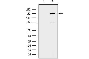 Western blot analysis of lysates from RAW264.