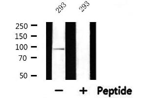 Cadherin 9 antibody  (Internal Region)