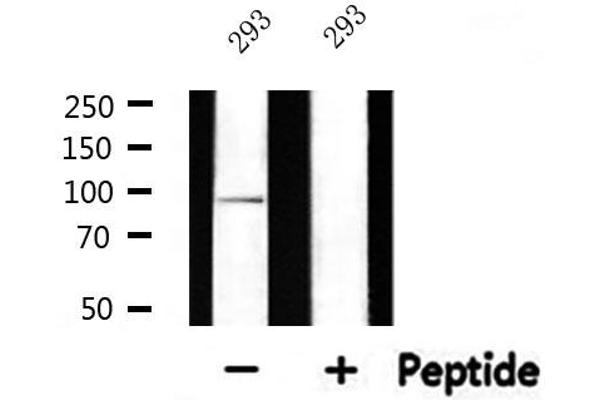 Cadherin 9 antibody  (Internal Region)