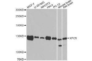 Western blot analysis of extracts of various cell lines, using XPO5 antibody (ABIN5974114). (XPO5 antibody)