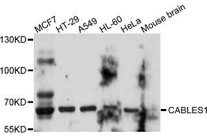 Western blot analysis of extracts of various cell lines, using CABLES1 antibody. (CABLES1 antibody)