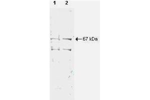 Western blot using  Protein A Purified anti-NRF1 antibody shows detection of a 67-kDa band corresponding to human NRF1 in a (lane 1) HeLa nuclear extract and (lane 2) whole cell lysate (molecular weight marker not shown). (NRF1 antibody  (AA 1-534))